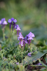 Linaria algarviana