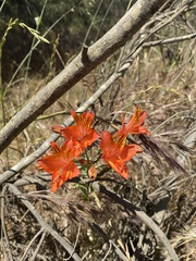 Alstroemeriaceae