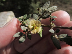 Kallstroemia maxima
