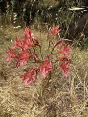 Alstroemeriaceae