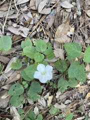 Asystasia gangetica