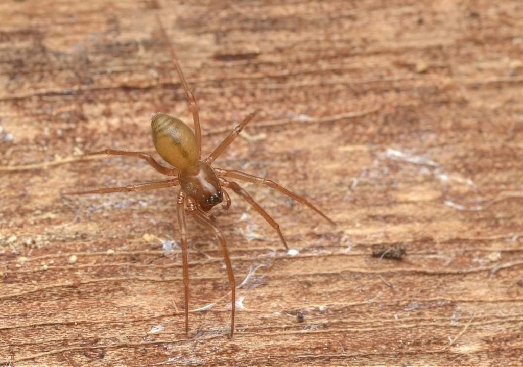 Mermessus denticulatus