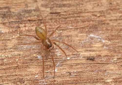 Mermessus denticulatus