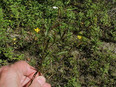Ludwigia erecta