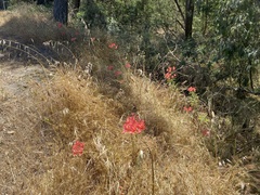 Alstroemeriaceae