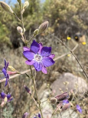 Malesherbia linearifolia