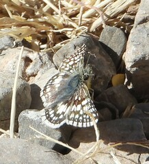 Burnsius communis