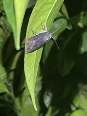 Agrotis ipsilon