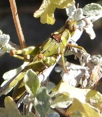 Bootettix argentatus