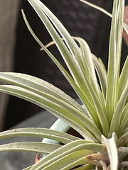 Tillandsia