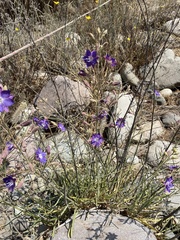 Malesherbia linearifolia
