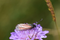 Zygaena purpuralis