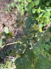 Sida cordifolia