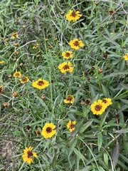 Coreopsis basalis