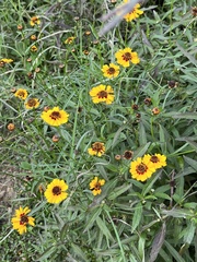 Coreopsis basalis