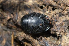 Histeridae