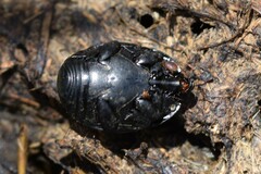 Histeridae