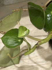Peperomia polybotrya