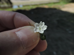 Evolvulus nummularius