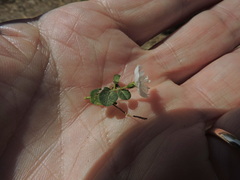 Evolvulus nummularius