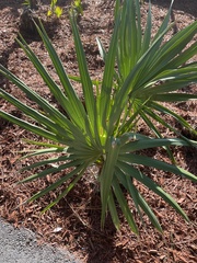 Serenoa repens