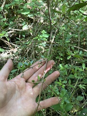 Coprosma propinqua
