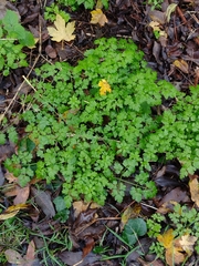 Anthriscus sylvestris