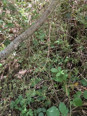 Coprosma propinqua