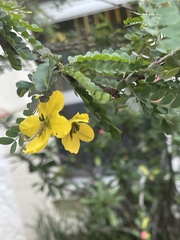 Senna polyphylla