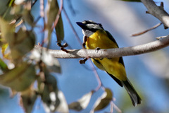 Falcunculus frontatus