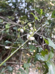 Chiococca alba