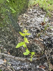 Quercus hemisphaerica