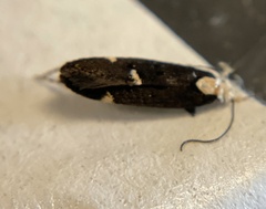 Chionodes phalacra