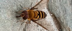 Syrphus