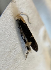 Chionodes phalacra