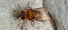 Syrphus