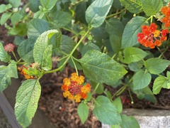 Lantana camara