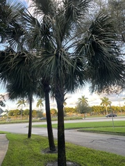 Sabal palmetto
