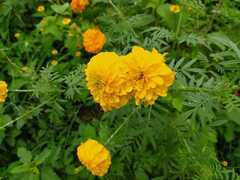 Tagetes erecta