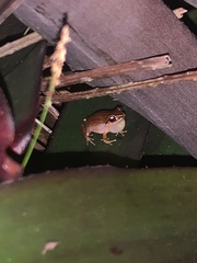 Eleutherodactylus antillensis