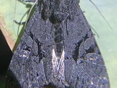 Neumichtis