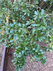 Myrcianthes fragrans