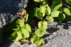 Angelica gmelinii