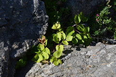 Angelica gmelinii