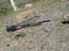 Argia elongata