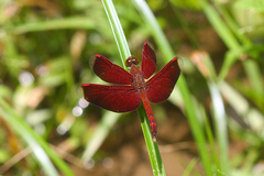 Neurothemis terminata