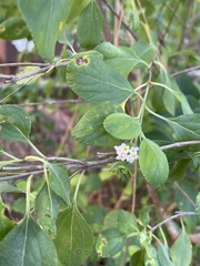 Lantana involucrata