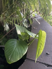 Epipremnum