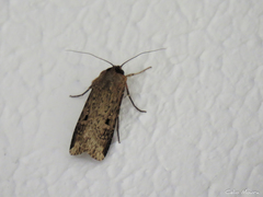 Agrotis