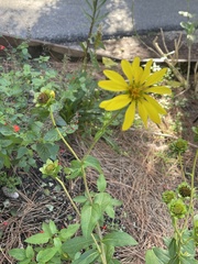 Silphium asteriscus